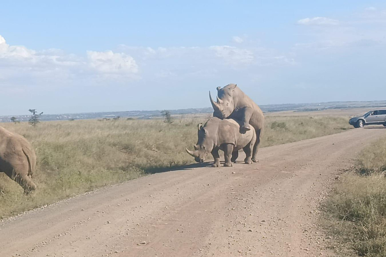 Viagem de 1 dia ao Lago Nakuru saindo de Nairóbi