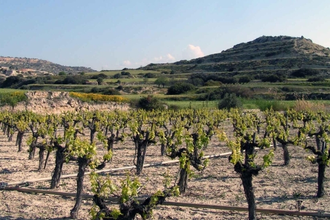 Paphos : Private Wine Tour with Wine Tasting Paphos : Wine Tour with Wine Tasting