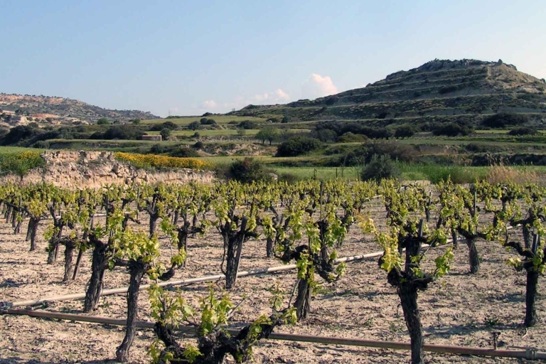 Paphos : Visite privée avec dégustation de vinsPaphos : Visite des vignobles avec dégustation de vins