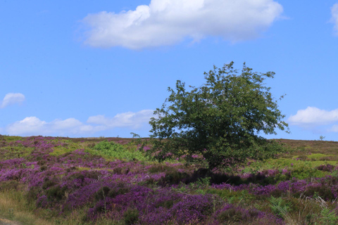North York Moors Afternoon Tour From York