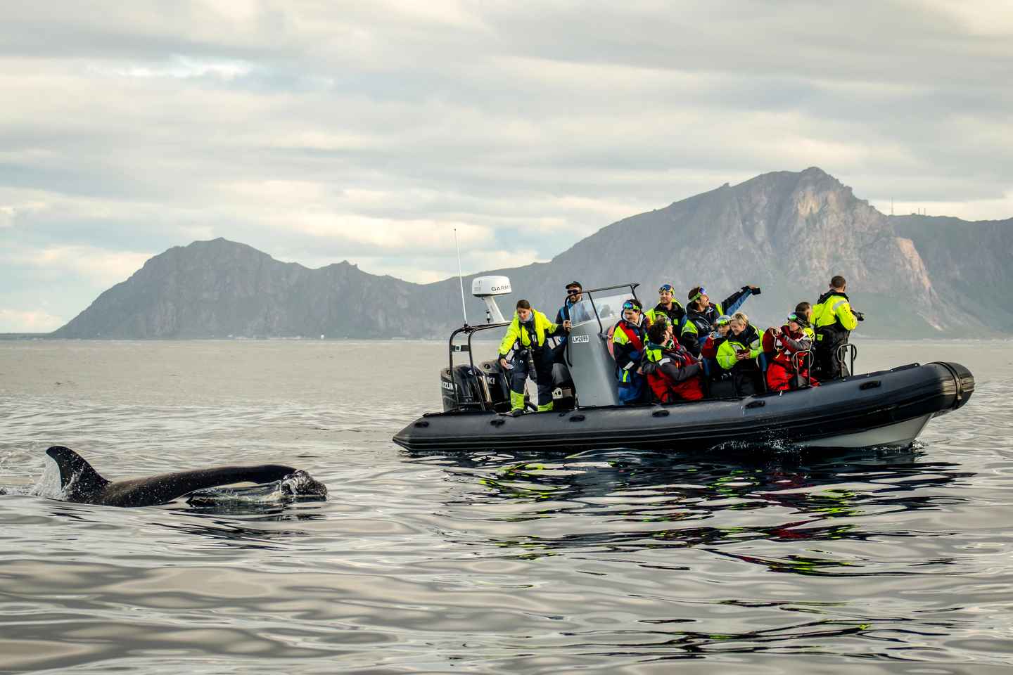 From Tromso: Whale Watching in Magic Skjervoy