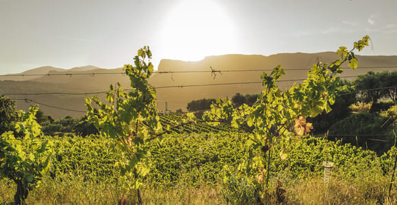 Bellet Wines: Food Tasting and Local Product Platter