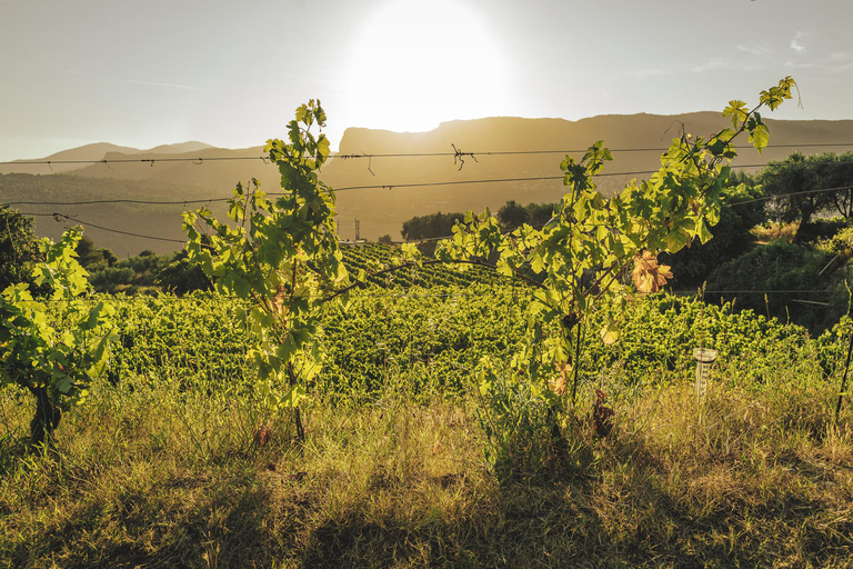 Tour and tasting at a Nice vineyard in Bellet Tour and Tasting at a Nice Vineyard in Bellet