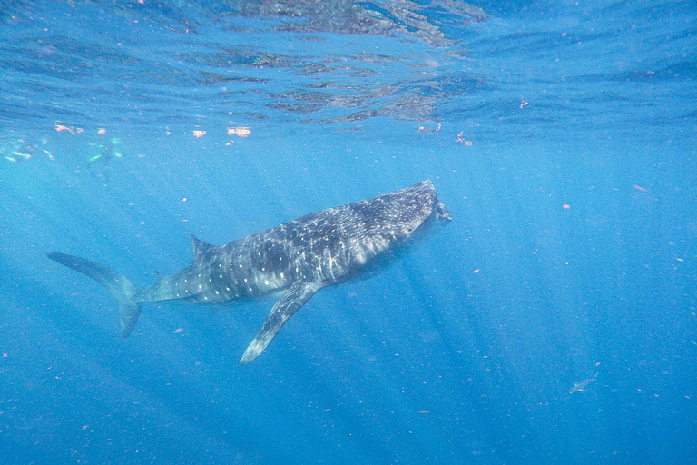 Aventura con el tiburón ballena desde Isla Mujeres