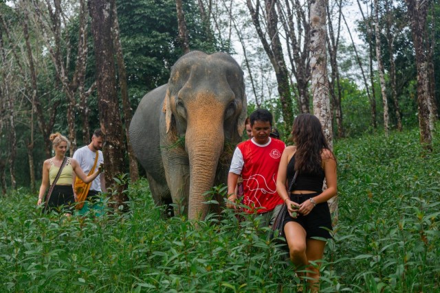 Visit From Phuket: Khao Lak Elephant Sanctuary Full-Day Tour in Phuket, Thailand