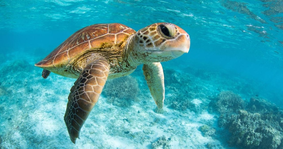 From Riviera Maya: Tulum, Cenote, & Akumal Turtle Swim Trip | GetYourGuide