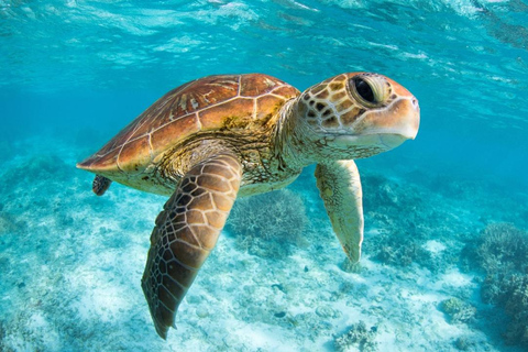 From Cancun: Akumal Reef Turtle & 2 Cenotes Swim Tour Akumal Turtle Snorkeling & 2 Jungle Cenotes Tour