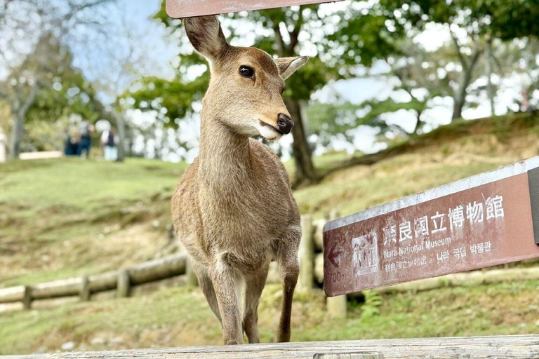 Nara Gardens and Temples Private Guided Tour with Transport