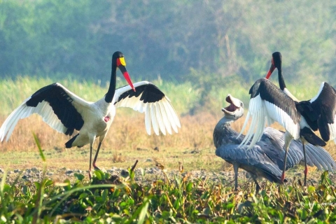 13 Tage Uganda Vogelbeobachtung und Wildlife Safari
