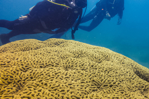 Turtle Island Double Dive with Lunch: Alanya & Side Pickup