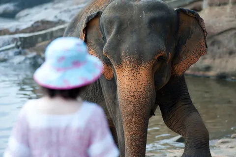 From Delhi: Sunrise Taj Mahal and Elephant Wildlife SOS Tour