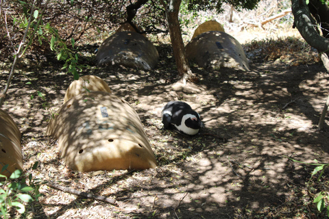 Cape Town: Table Mountain, Bo-Kaap, & Boulders Beach Tour