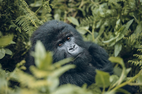 3-Day Bwindi Gorilla Trekking Safari