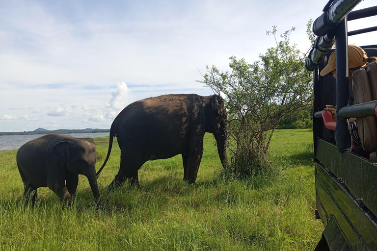 Wildlife experience at Minneriya National Park Safari