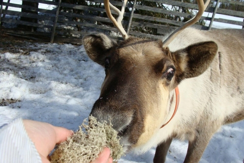 Das Beste aus Lappland: Weihnachtsmanndorf + Husky & Rentier