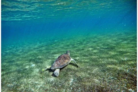 Tulum: Half Day Nature Experience! Turtles & Cenote