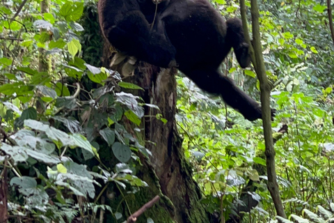 Escursione di 1 giorno in Uganda per il Gorilla Trekking da Kigali, Ruanda