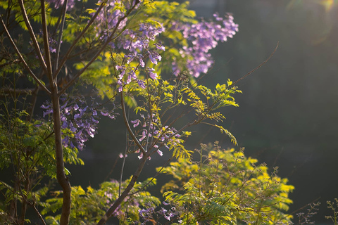 Kigali: Lake Kivu Day Trip with Boat cruise and Lunch