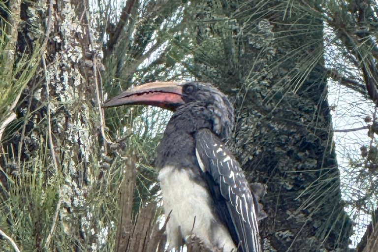 From Addis: Blue Nile Gorge, Baboons & Waterfalls