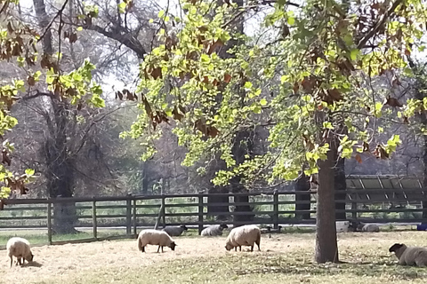 Santiago: Cousiño Macul Vineyard Premium Tasting Tour