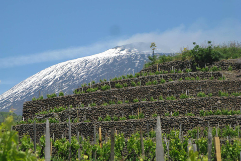 Piedimonte Etneo: Tour del Treno del Vino dell'Etna e degustazione di vini siciliani