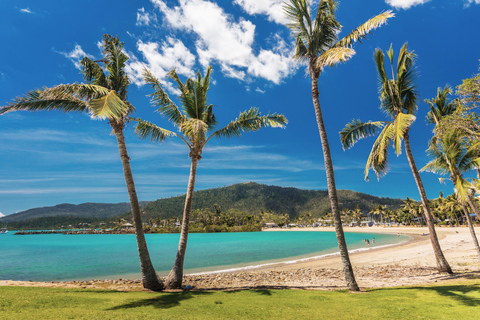 Airlie Beach: Hopper Sightseeing Bus met Lunch