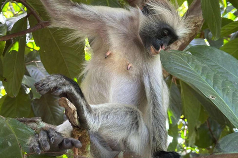 Zanzibar: Fängelseön, Jozani-skogen och Mtende-strandenPrivat tur med upphämtning och avlämning vid hotell ingår