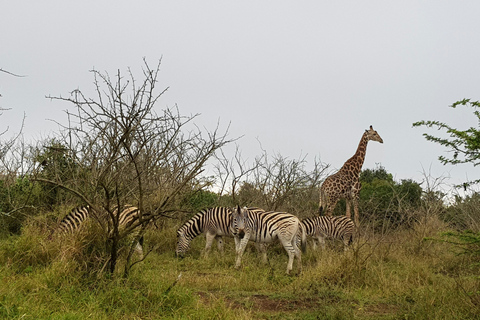 Sansibar: 3-tägige Safari nach Tarangire, Ngorongoro und Arusha