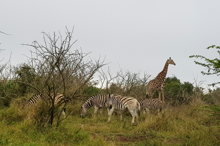 Sansibar: 3-tägige Safari nach Tarangire, Ngorongoro und Arusha
