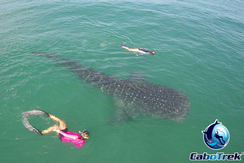 Whale Shark Experience