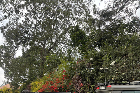 恩戈罗恩戈罗至吉力马扎罗山麓2日经济之旅恩戈罗恩戈罗至马特鲁尼和咖啡之旅（2 天经济之旅）