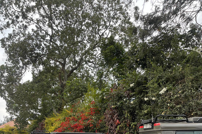 恩戈罗恩戈罗至吉力马扎罗山麓2日经济之旅恩戈罗恩戈罗至马特鲁尼和咖啡之旅（2 天经济之旅）