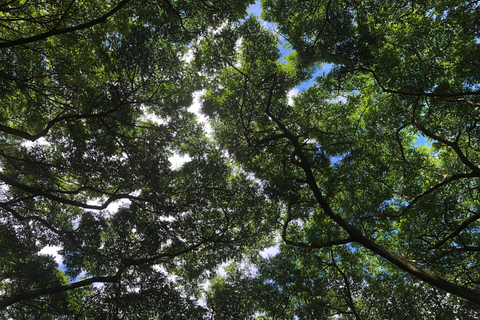 Ko’olau Waterfall Hike & Downhill Bike