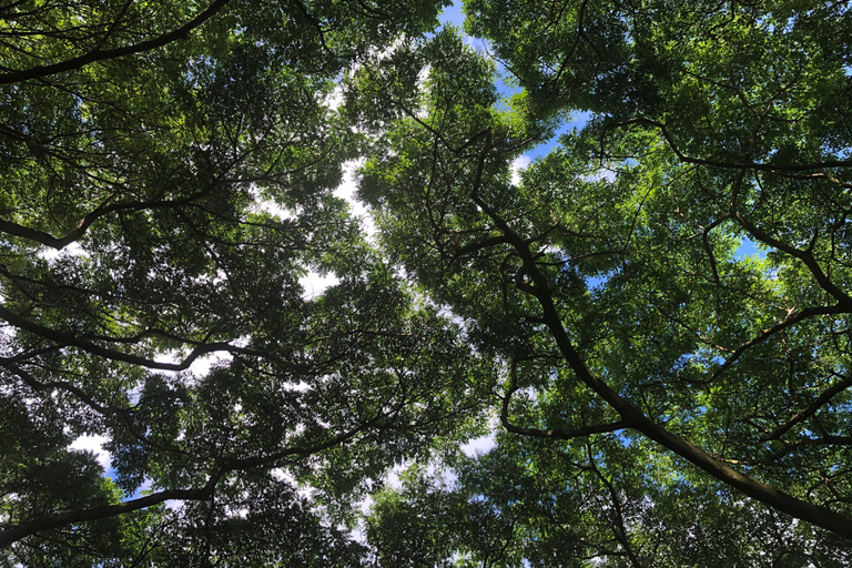 Ko’olau Waterfall Hike & Downhill Bike