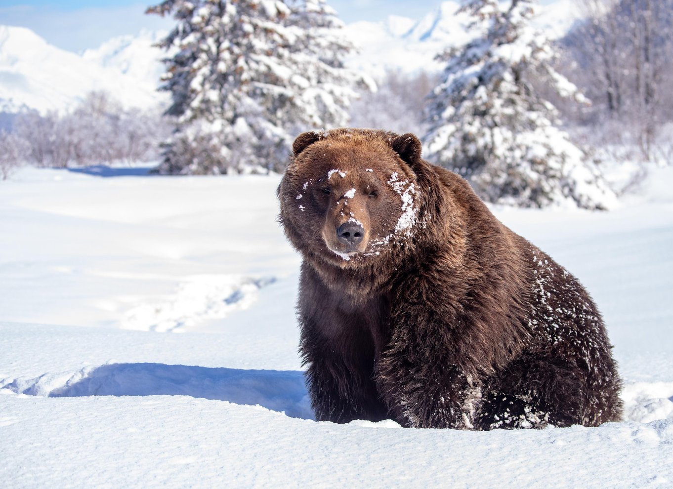 Alaska Wildlife Conservation Center: Adgangsbillet