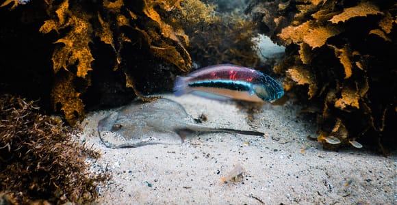 Snorkeling Tour: Discover Sydney’s impressive sea life
