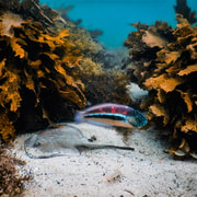 Snorkeling Tour: Discover Sydney’s impressive sea life
