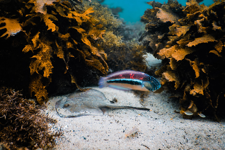 Excursion de plongée avec masque et tuba : Découvrez la vie marine impressionnante de Sydney