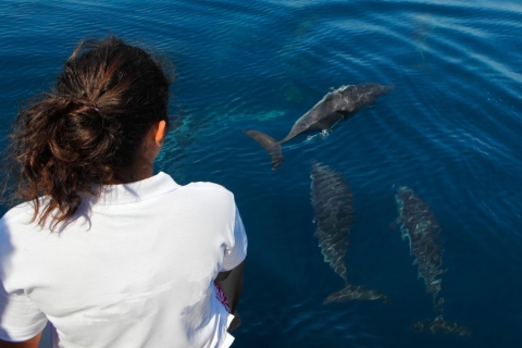Desde Safaga; Excursión marítima de avistamiento de delfines con almuerzo y bebidas