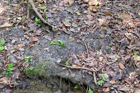 Cartagena: Guided Experience in the Botanical Garden