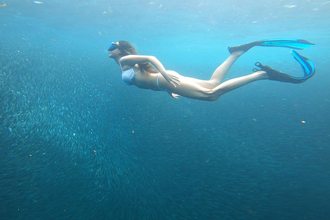 Cebu: Oslob Whale Sharks, Kawasan Fall & Moalboal Sardines Join/Shared Tour Option