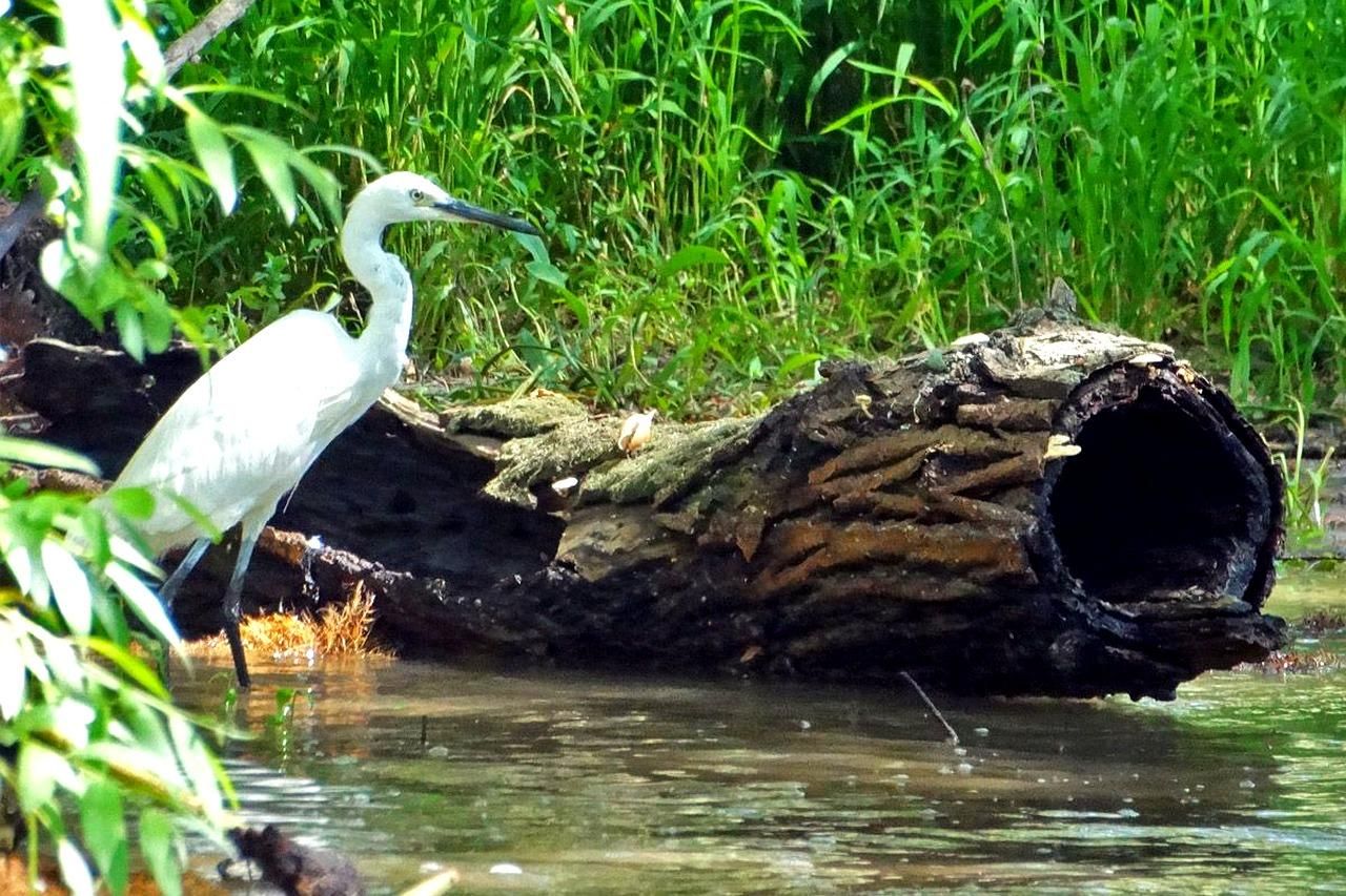 Tulcea: Tagestour zum Dorf Mila 23 & Letea-Wald im Delta
