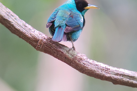 Manuel Antonio National Park tour.