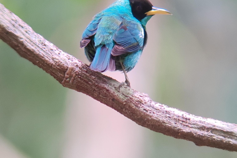 Manuel Antonio National Park Tour.