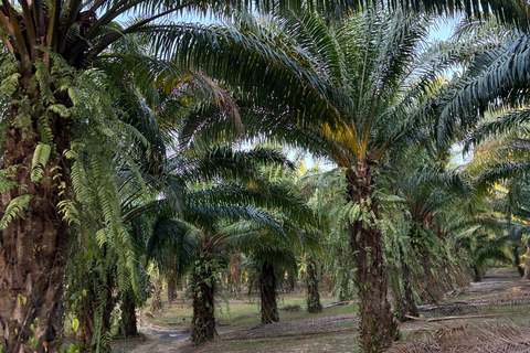 Khao Lak, Thailand: Dinner with Locals in the Jungle – Culture & Insights