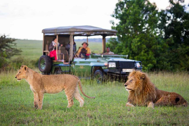 3-dniowa wycieczka grupowa Masai Mara