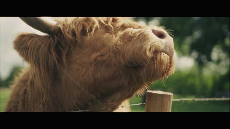 From Glasgow: Highland Cow, Dumbarton Castle and Tea Tour