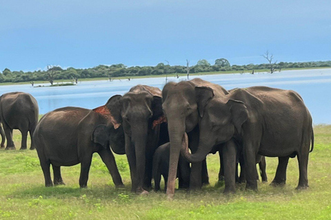 From South Coast: Udawalawe Park Safari with Ella Drop-off