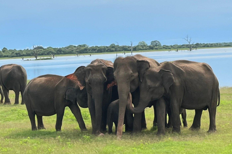 From South Coast: Udawalawe Park Safari with Ella Drop-off