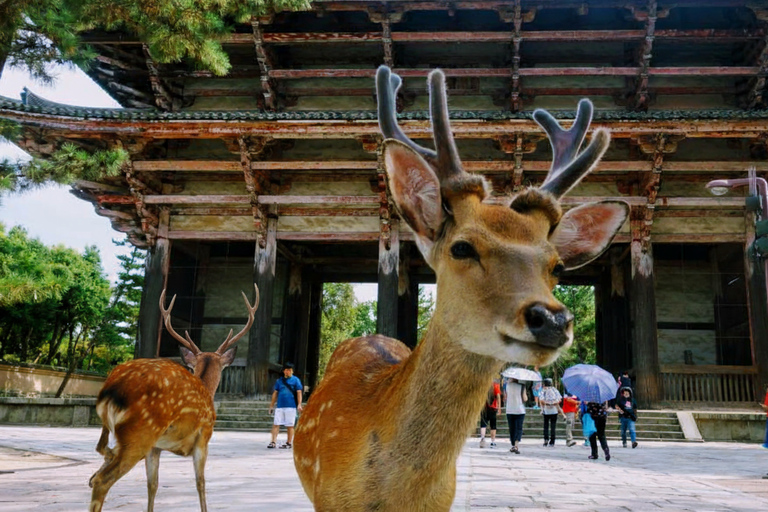 Kyoto: Nara Early-Access Private Tour with Guide & Car